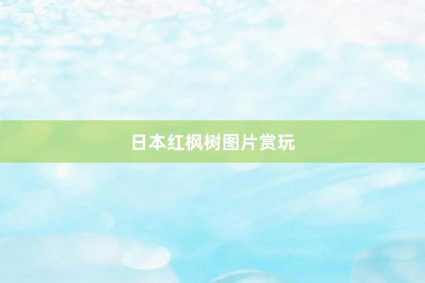 日本红枫树图片赏玩